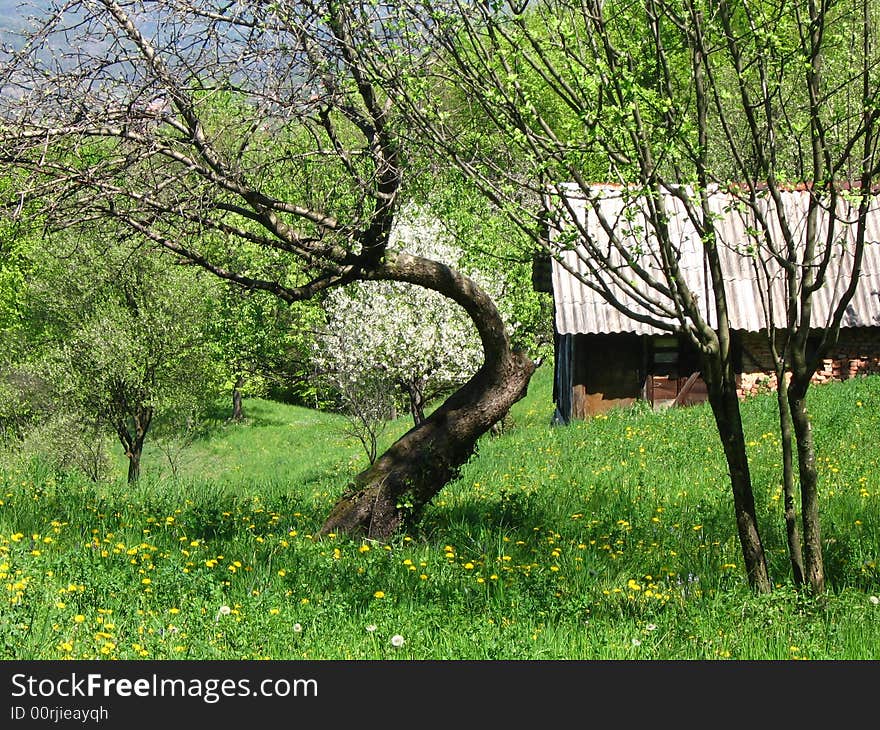 Orchard trees on the sunny day and old house in spring time. Orchard trees on the sunny day and old house in spring time