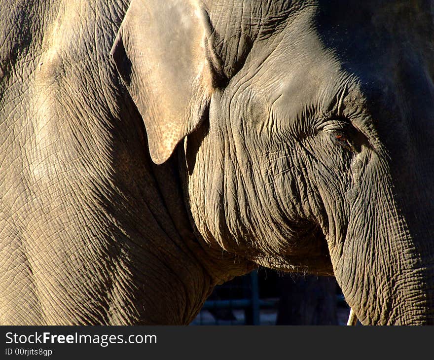 An old elephant head detail