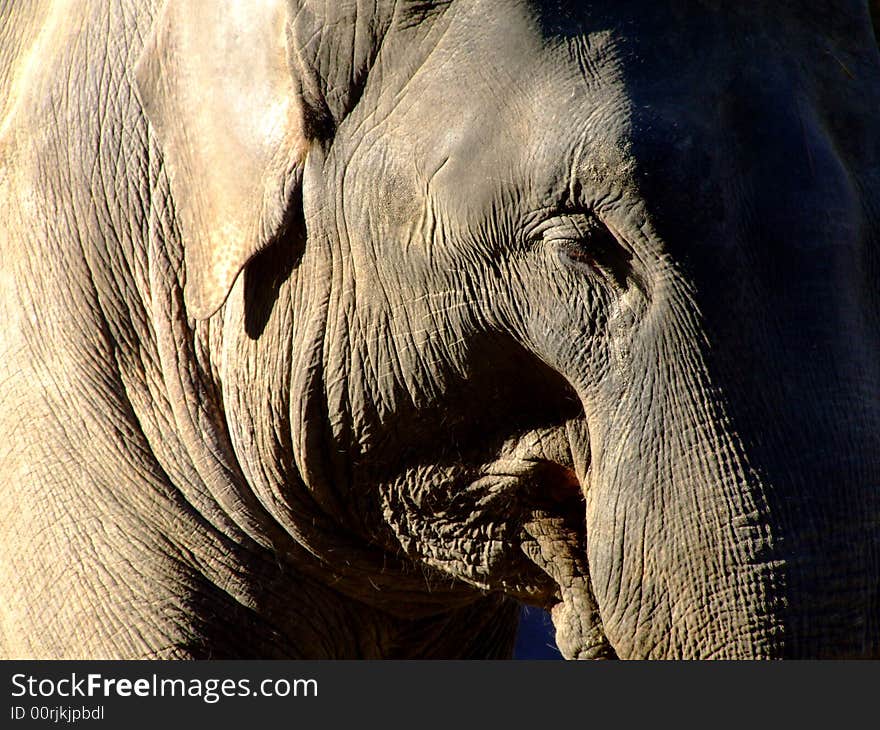 An old elephant head detail