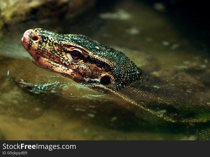 Wild varanus reptile in the river. Water monitor. Wild varanus reptile in the river. Water monitor.