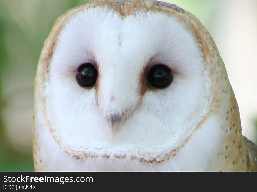 Head of barn owl