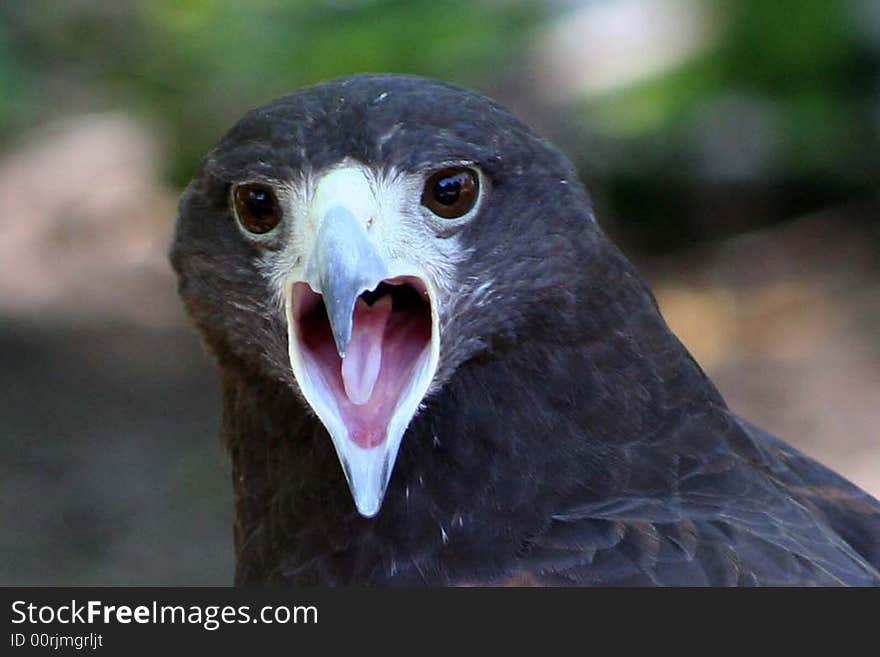 Head of a hawk