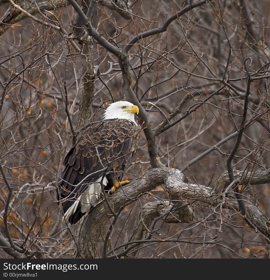 Bald Eagle