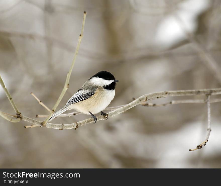 Black-capped chickadee perched on a tree branch