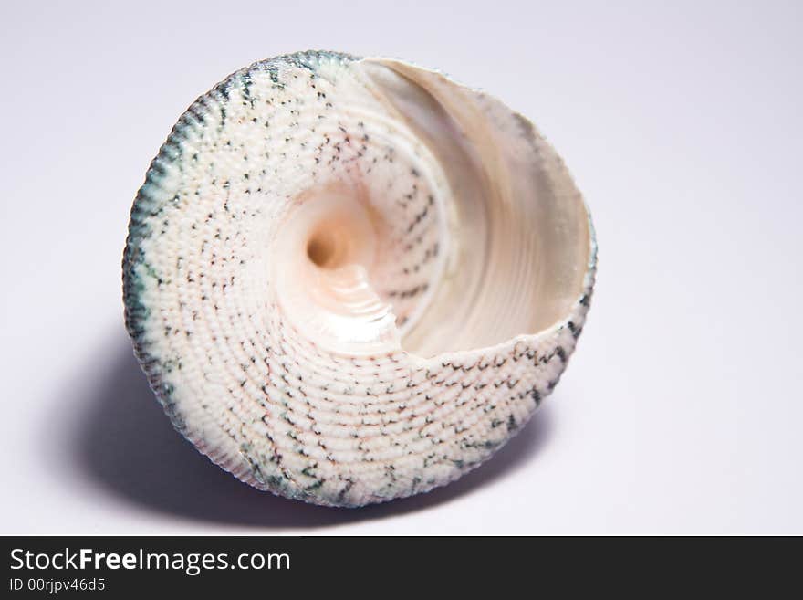 Single sea shell macro close up on the white background