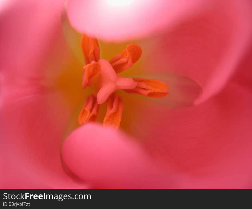 Rose tulip, macro