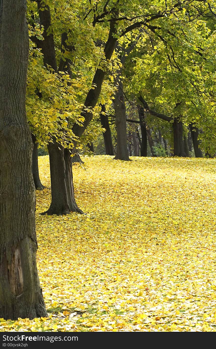 Park full of trees in fall colors