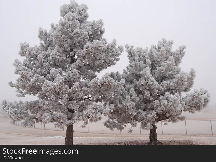 Frosted evergreens in memorial park, Colorado Springs, Colorado. Frosted evergreens in memorial park, Colorado Springs, Colorado