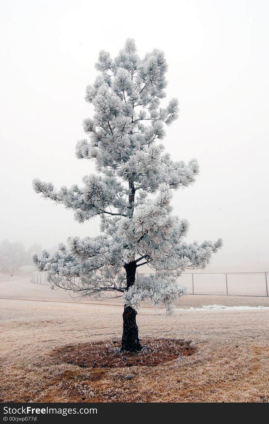 Frost storm covering the evergreens in Lexington Park, Colorado Springs, Colorado. Frost storm covering the evergreens in Lexington Park, Colorado Springs, Colorado