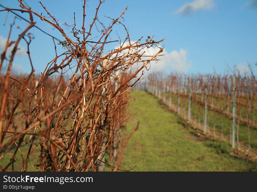 Vineyard in the evening on sky background