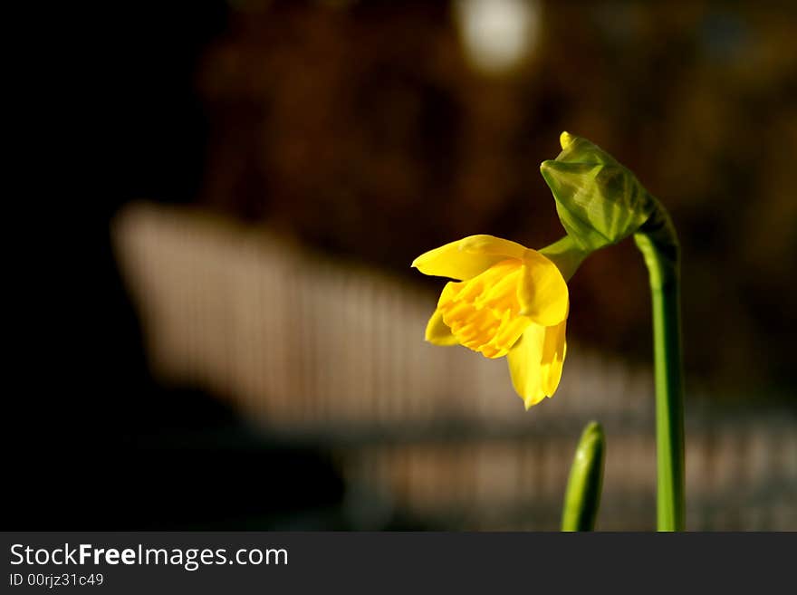 Daffodil yellow narcissus - easter background