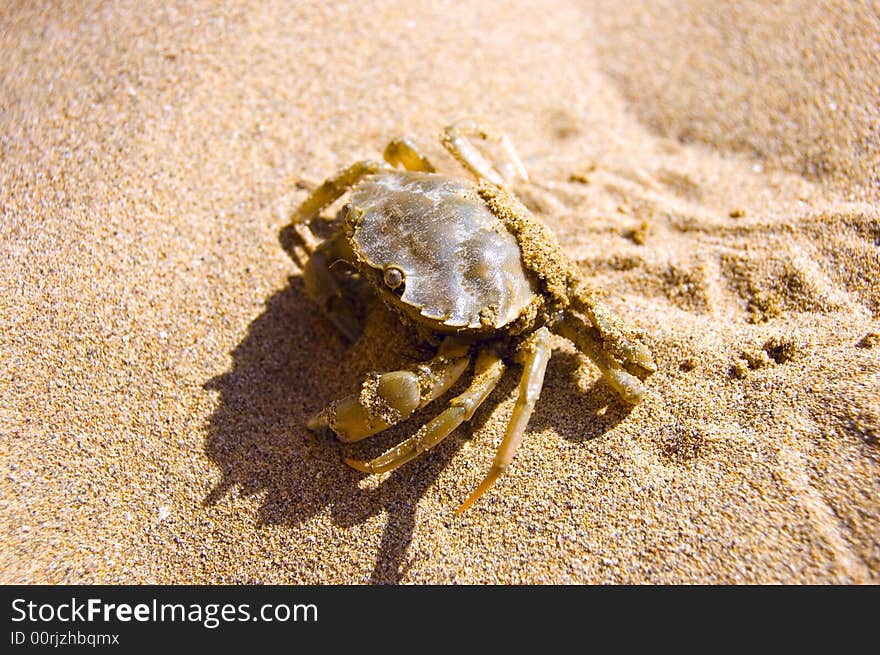 Crab in sand