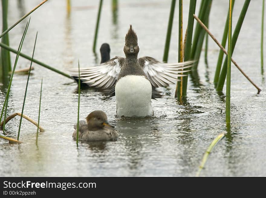 Hooded Merganser Streaching