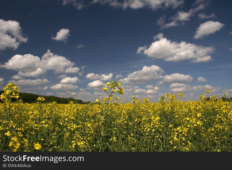 Yellow field and the blue sky