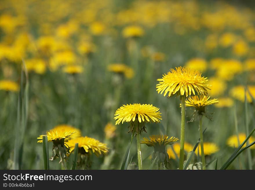 Field Of Dandelions