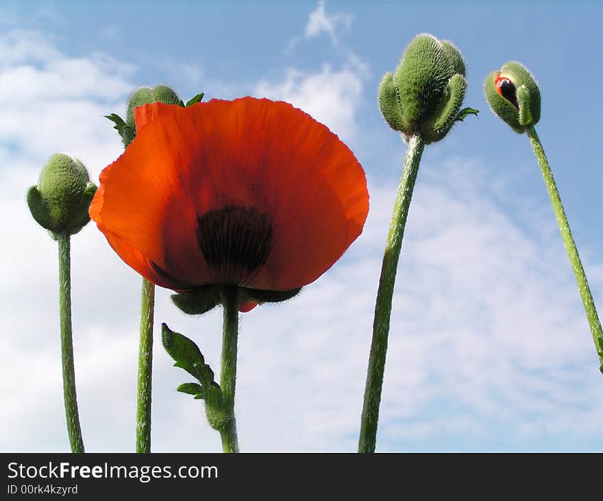 Red poppy on a blue sky background