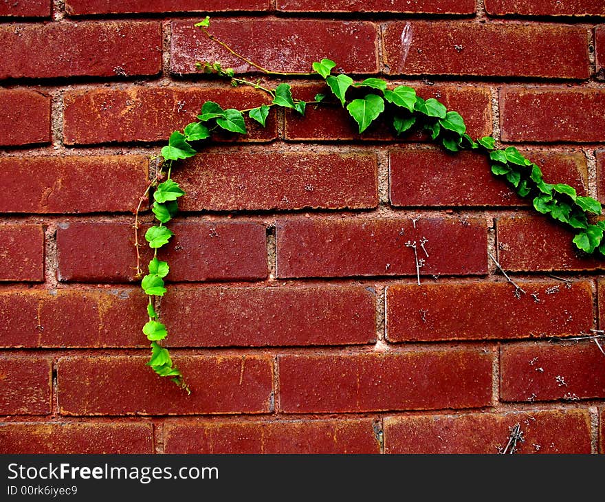 Green strand of ivy against a red brick wall. Green strand of ivy against a red brick wall