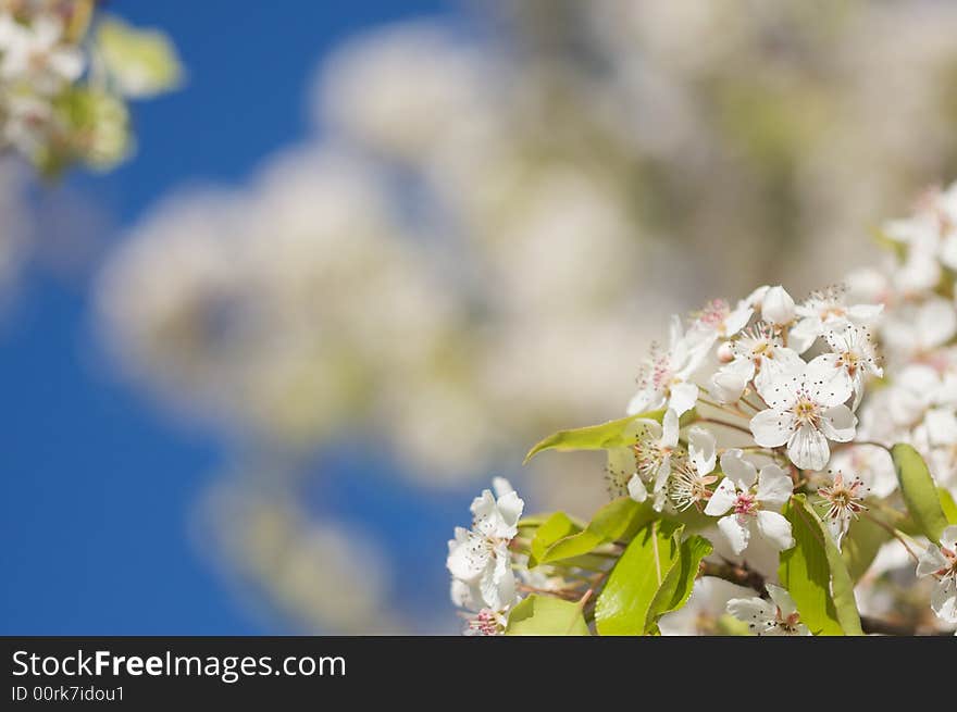 Flowering Tree Blossom in Early Springtime against a deep blue sky. Flowering Tree Blossom in Early Springtime against a deep blue sky.