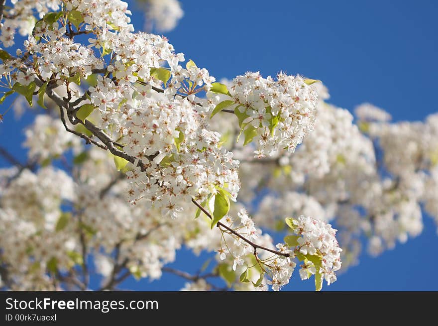 Spring Flowering Tree Blossom