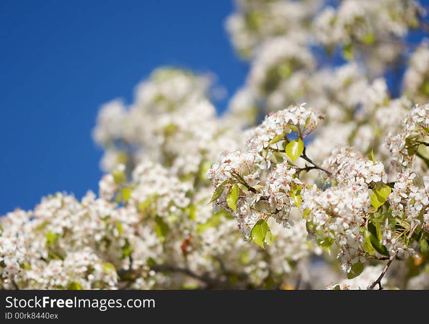 Flowering Tree Blossom in Early Springtime against a deep blue sky. Flowering Tree Blossom in Early Springtime against a deep blue sky.