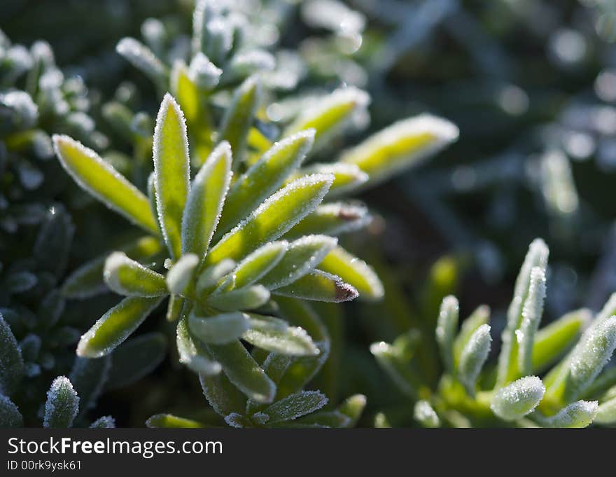 Morning Frost Crystals on Iceplant