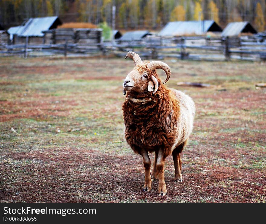 Buck  with brown coat in a most beatiful village in China, Hemu