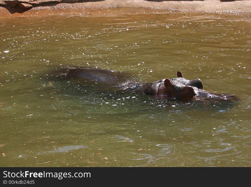 Hippopotamus going for lazy swim on a hot summer day. Hippopotamus going for lazy swim on a hot summer day