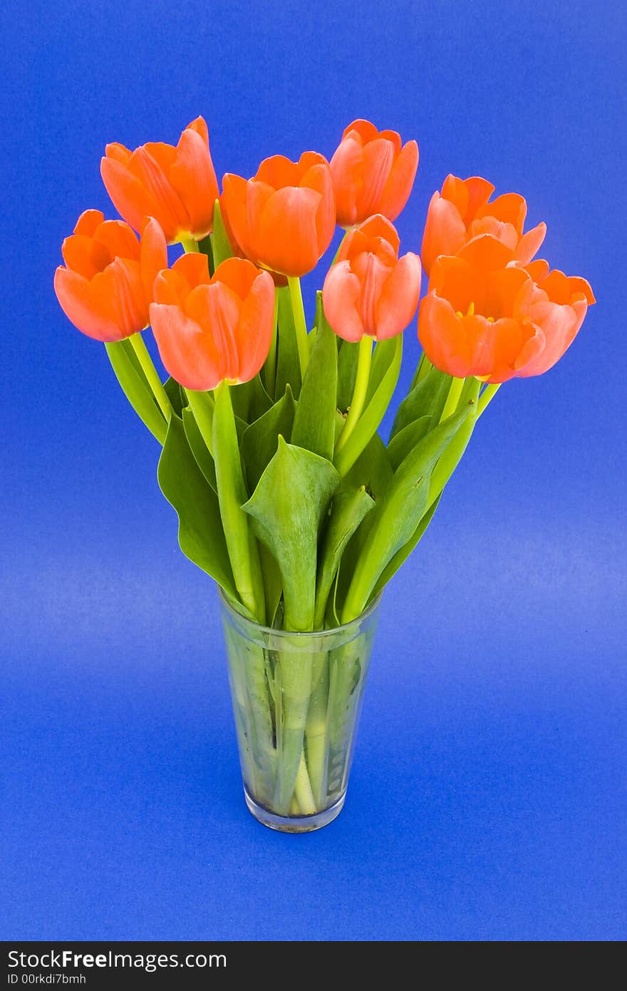 Blue background, tulips in a small vase. Blue background, tulips in a small vase