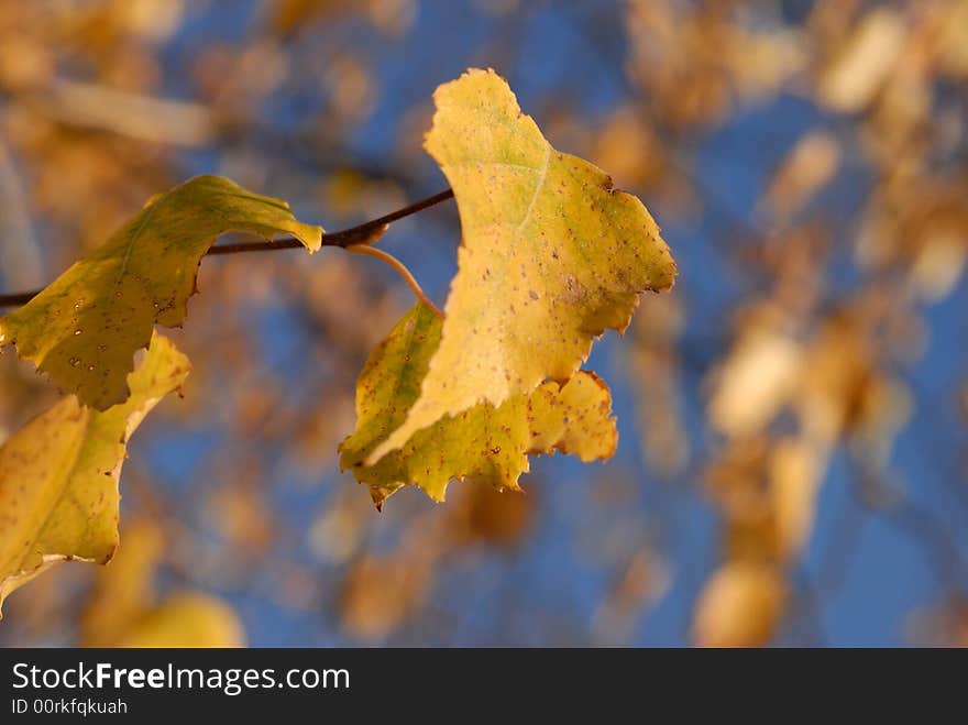 Yellow Birch Leaves