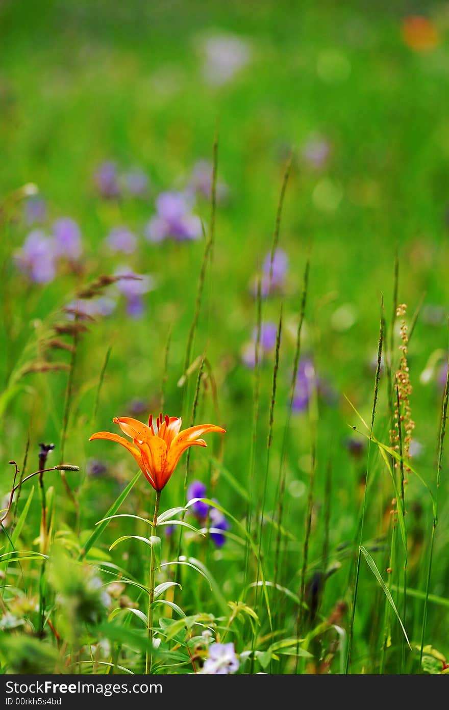 Day Lily In Grassplot