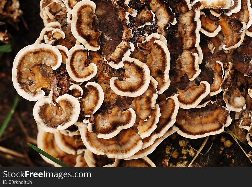 Tree mushroom, many of texture. Tree mushroom, many of texture