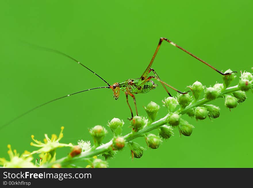 A little locust on a green background