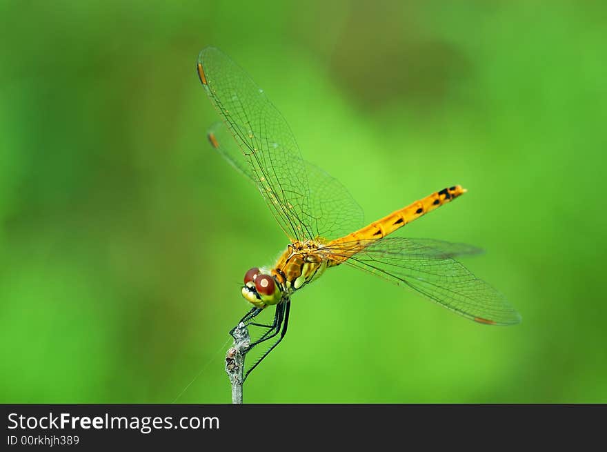 A beautiful dragonfly resting on a branch