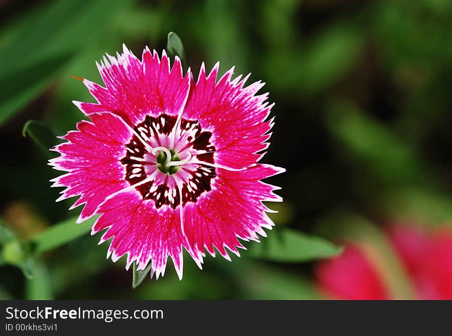 Close-up shot of bloomy carnation