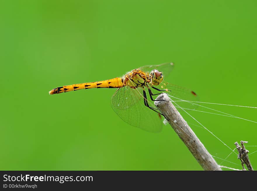 A yellow dragonfly resting on a branch,on green background