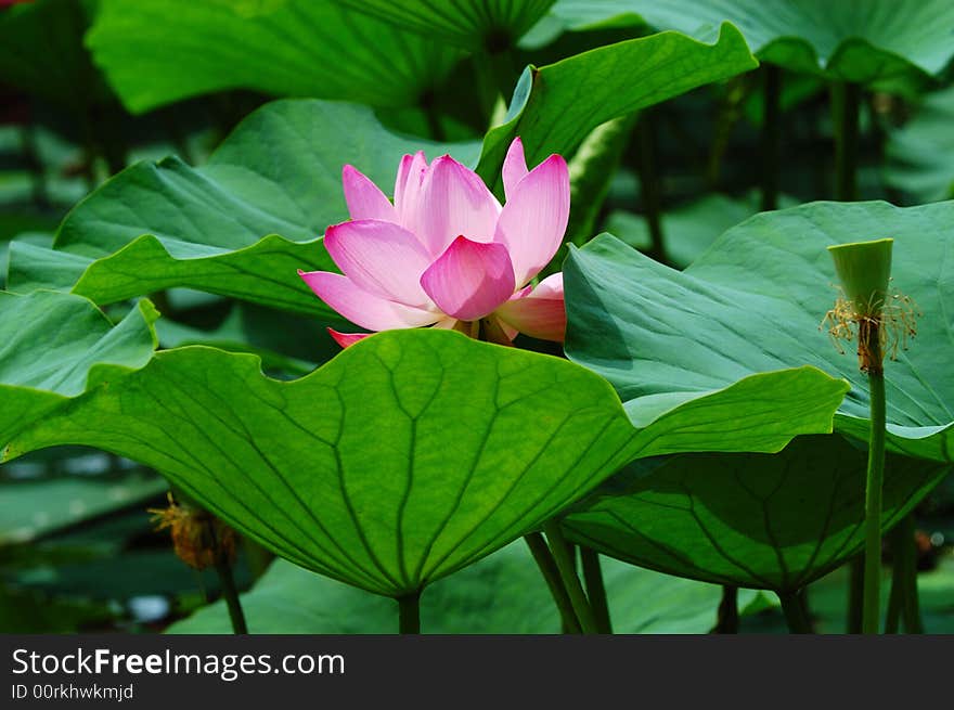 Water lily