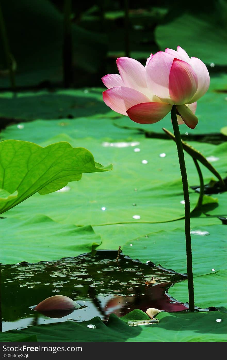 Lotus bloom