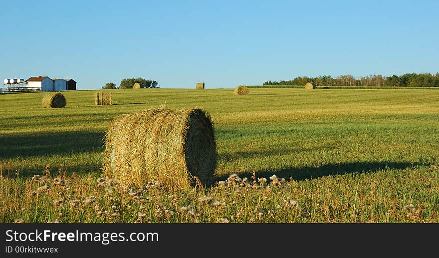 Wheat pack in a large area of wheat field