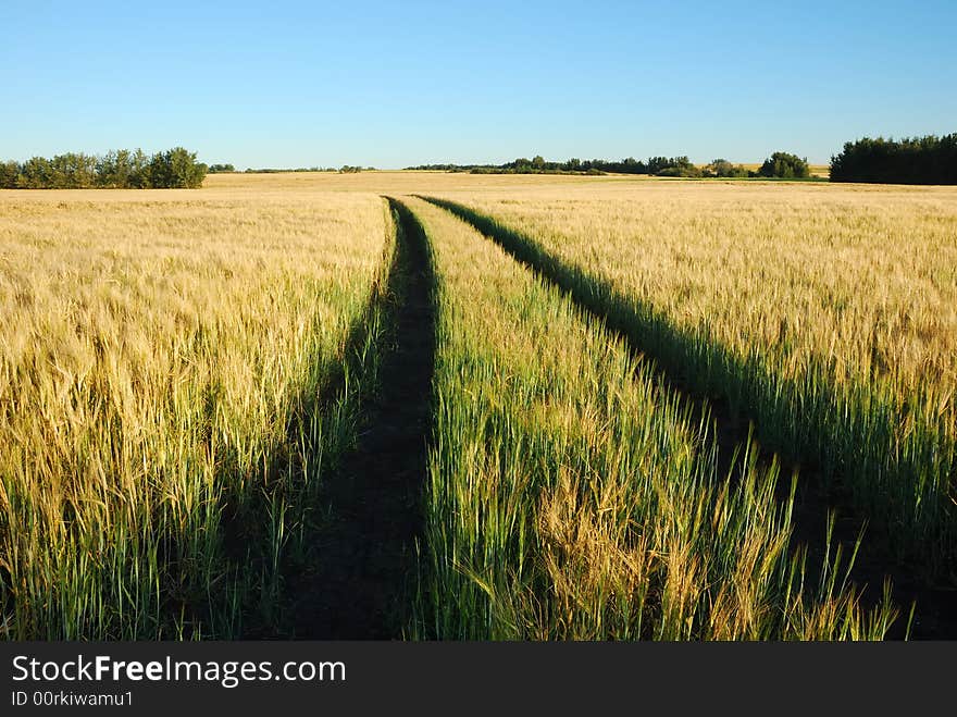 Wheel shadows in a large area of wheat field