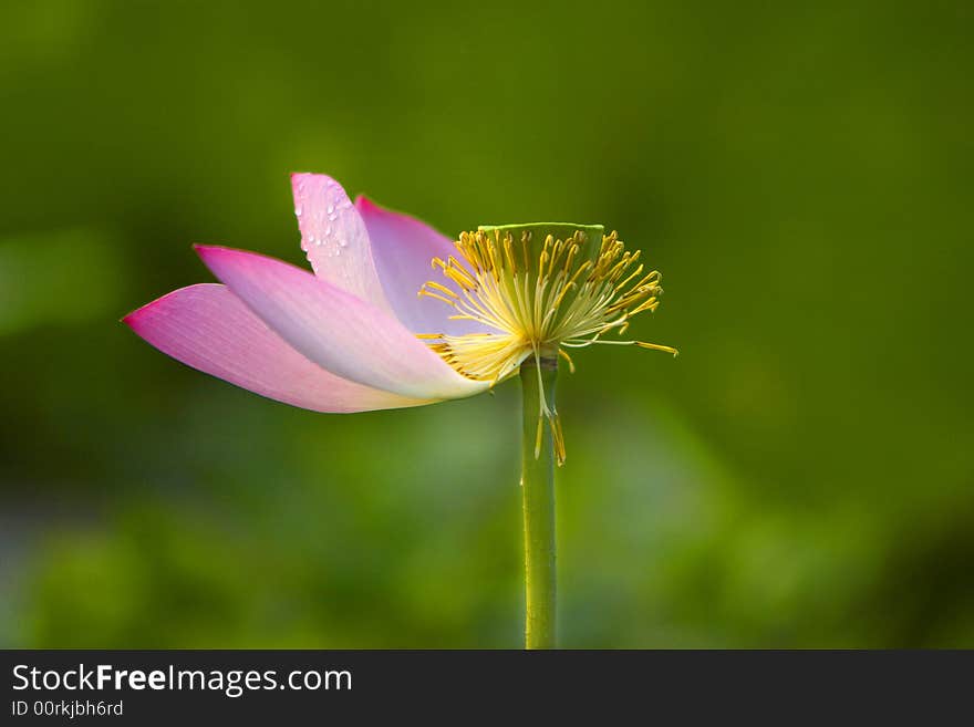 Pure Lotus On The Pond