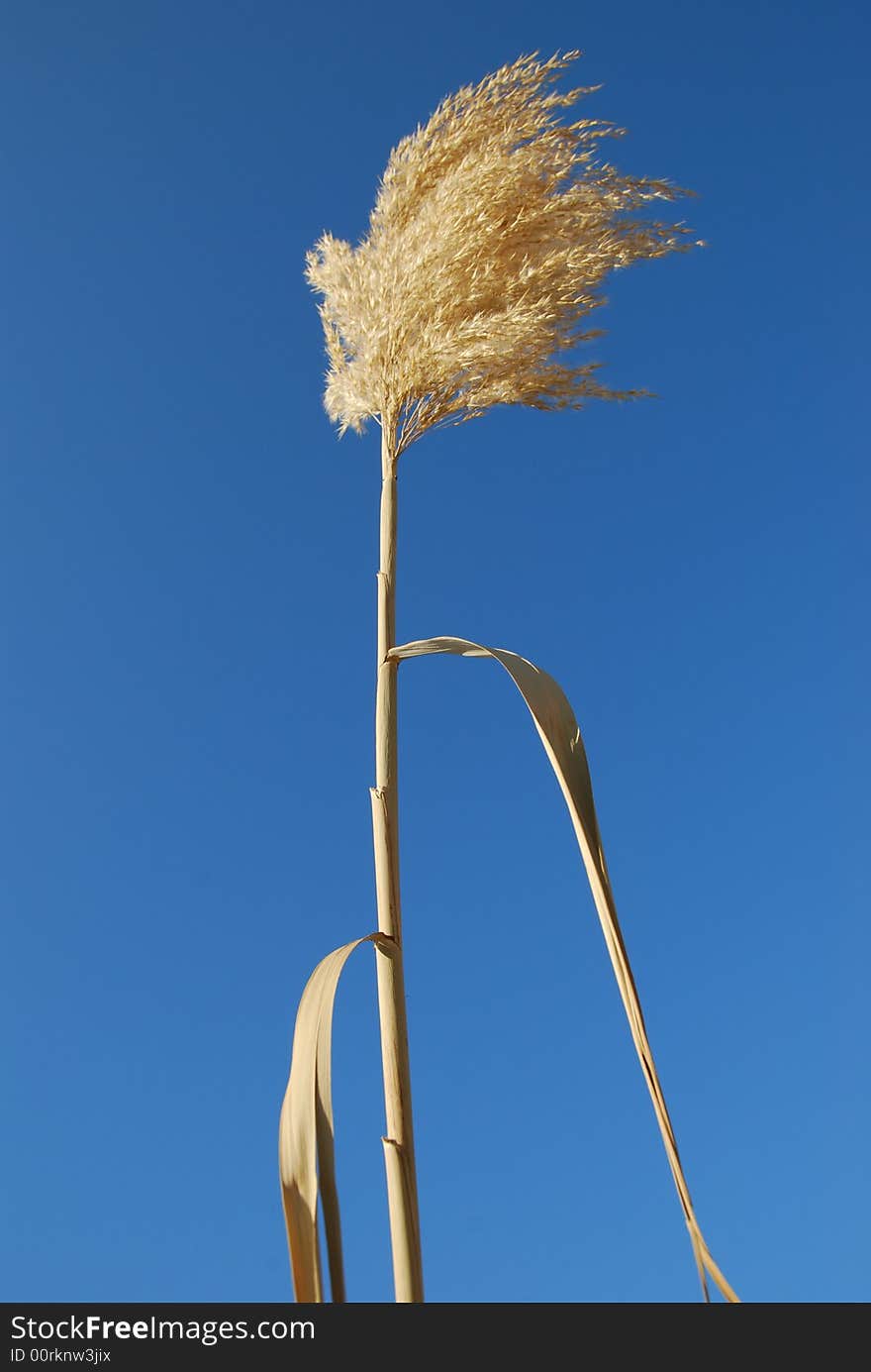 Cane on a background of the blue sky. Cane on a background of the blue sky