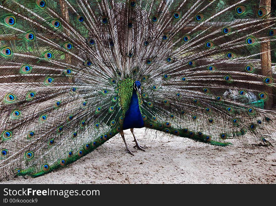 Peacock