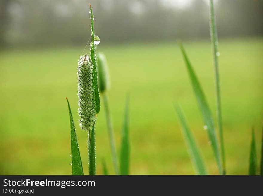 Grass after rain