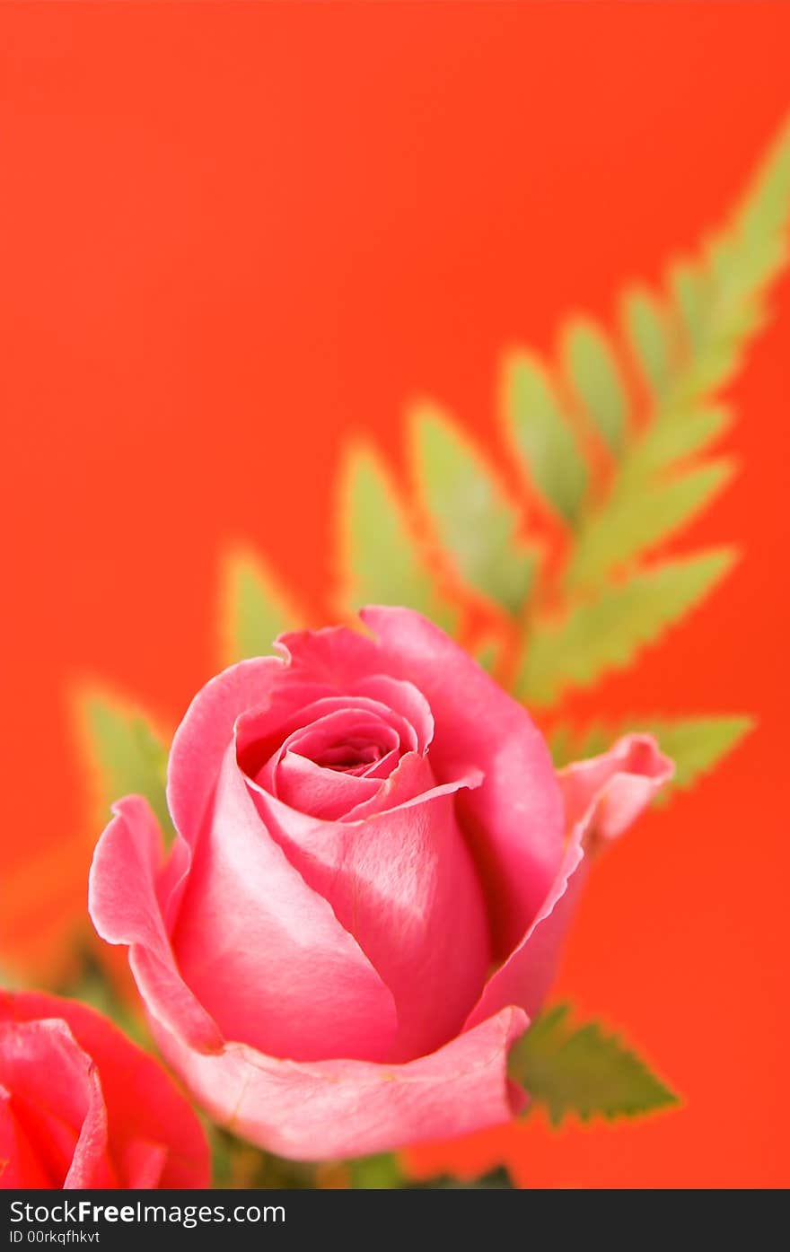 Pink fresh rose over red background. Pink fresh rose over red background