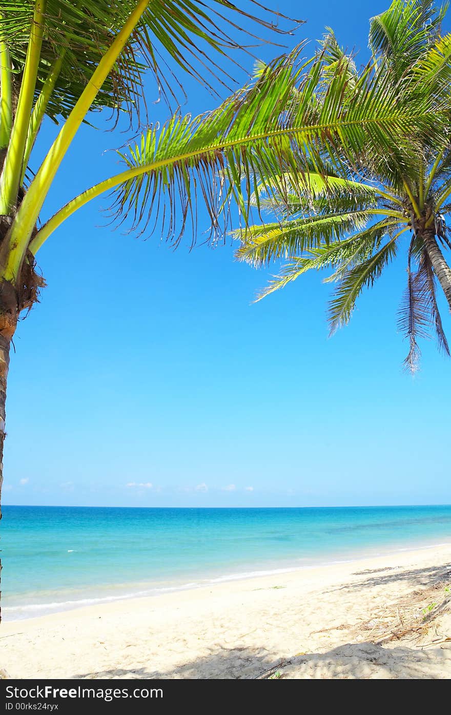 View of nice tropical empty sandy beach with some palm. View of nice tropical empty sandy beach with some palm