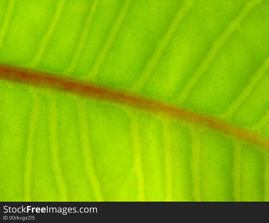 Texture of a green leaf in the sunlight. Texture of a green leaf in the sunlight