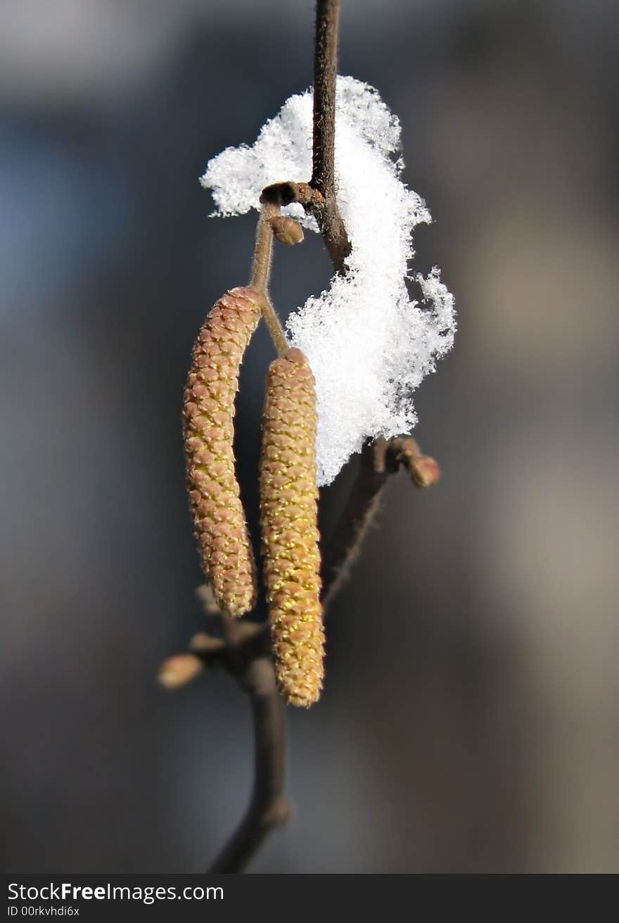 Catkins of a birch