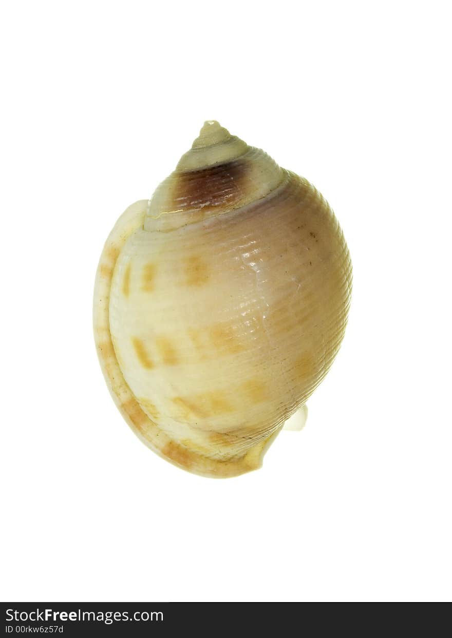 Sea shell of a snail