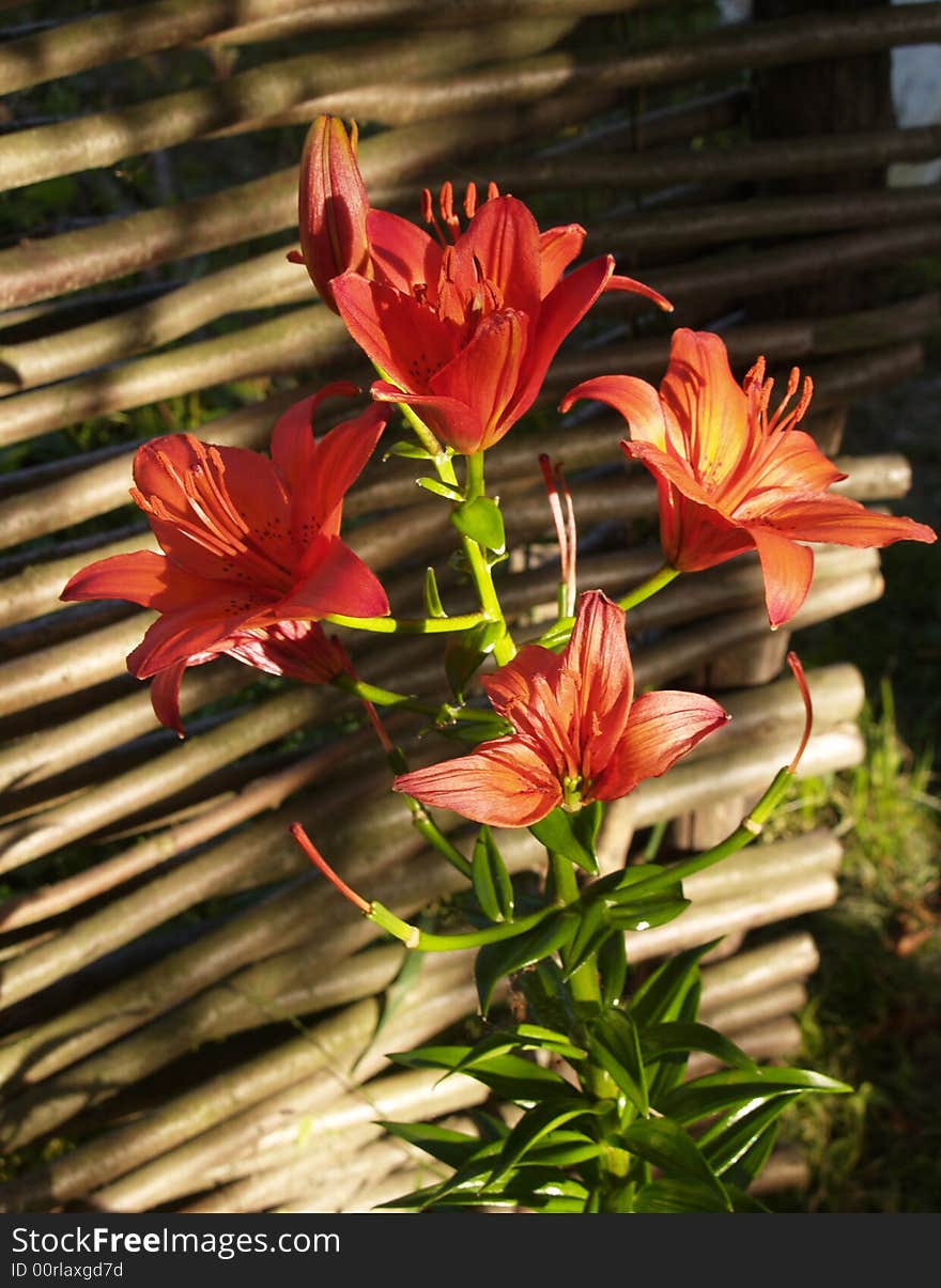 Flowers of a red lily in a garden