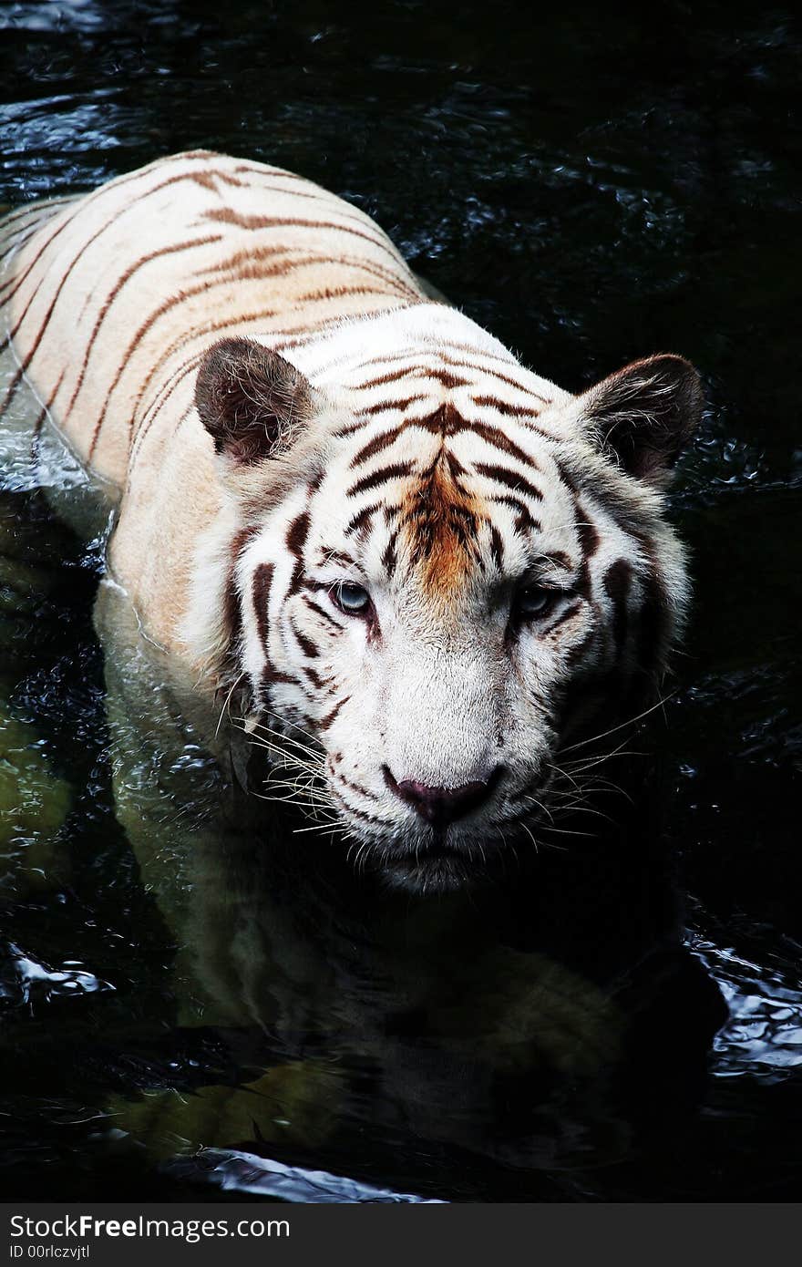 Picture of a White Tiger in water taken at The Singapore Zoo. Picture of a White Tiger in water taken at The Singapore Zoo.